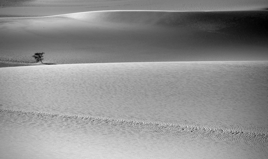 Tschad. Reisefotografie. Landschaftsfotografie. XL Digitaldruck in schwarz/weiß auf Alu Dibond. Panoramadruck "Solitary Acadia" zeigt einsame Akazie zwischen aneinanderreihenden Dünen. Windspuren im Sand. Chad Republic. XL digital print on alu dibond. black and white image. Panoramic picture "Solitary Acadia" shows single acadia between dunes lining up one upon the other. wind traces in the sand. travel photography. landscape photography.