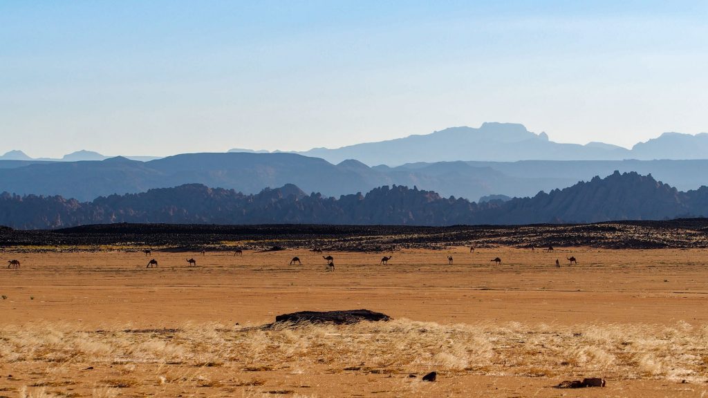 Tschad. Reisefotografie. Landschaftsfotografie. Digitaldruck auf Acryl Alu Dibond. Panoramadruck "desert habitat" zeigt weidende Kamele in der Weite der Wüste. Steinformationen und Gebirge im Hintergrund. Chad Republic. Landscape Photography. XL digital print on acrylic alu dibond. Panoramic image "Desert Habitat" shows camels grazing in the vast desert. In the distance mountains and rocks. travel photography.