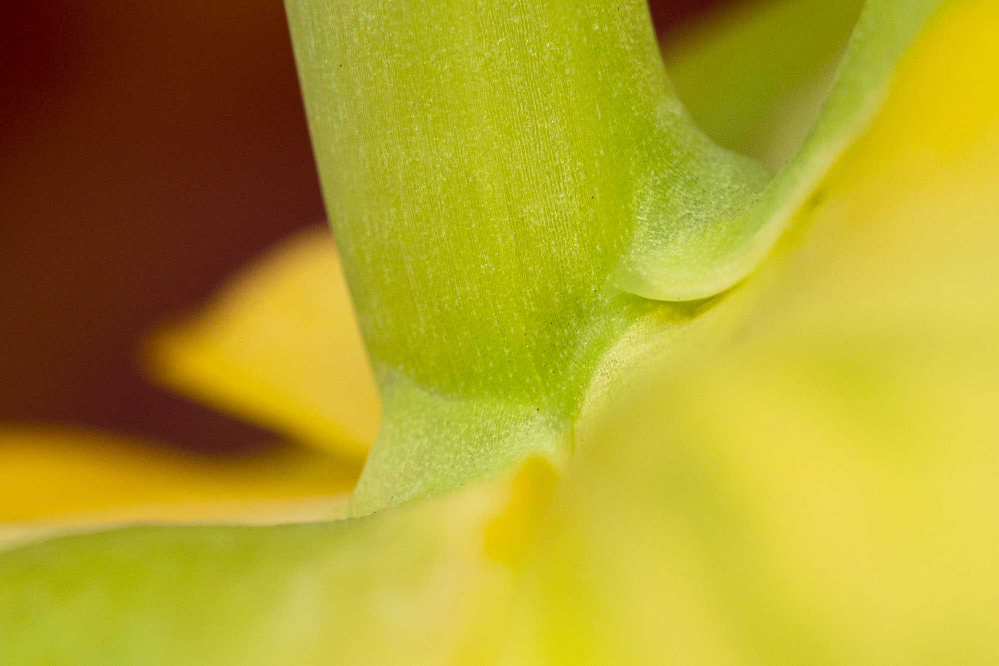 Makroaufnahme. Blütenbild. Fine Art Fotografie. Digitaldruck auf Acryl Alu Dibond oder Fine Art Papier. Übergang von grünem Blütenstängel zu gelben Blütenbättern. Macro shot. flower image. Fine Art Photography. digital print on acrylic alu dibond or fine art paper. green flower stem on yellow petals.